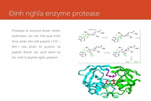 Phân loại các protease